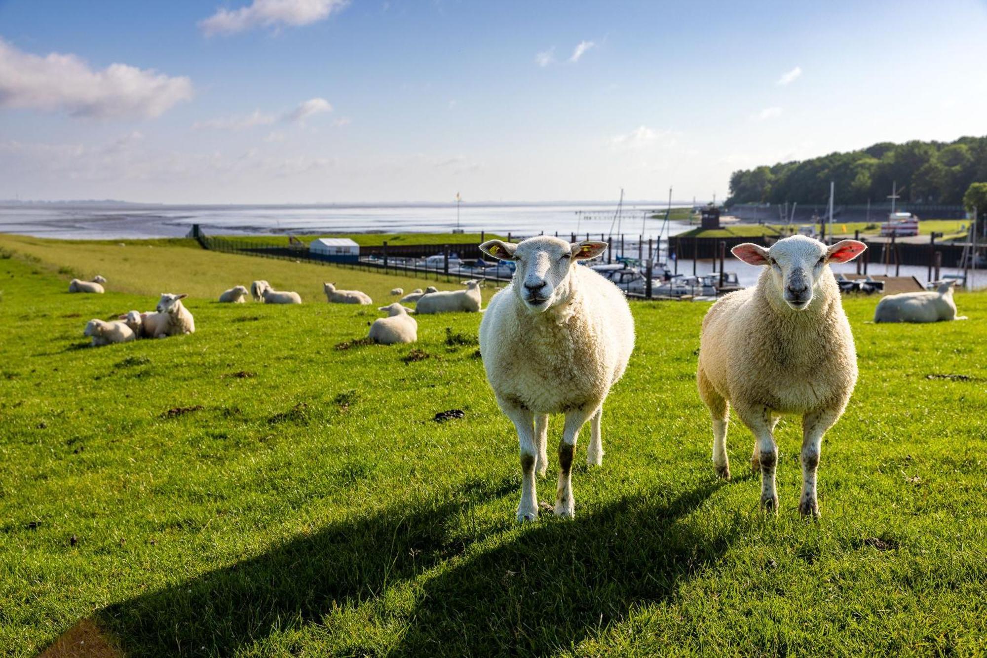 Ferienhaus Liegeplatz Dangast Exteriér fotografie